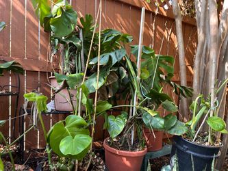 Swiss cheese plant