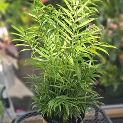 Neanthe Bella Parlor Palm in a 6" pot live plants