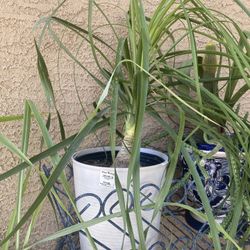 Elephant Foot Plant 