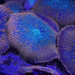 Salt Water Reef Mushroom Corals 
