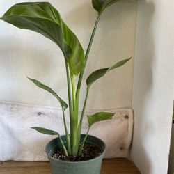 HERMOSAS PLANTAS NATURALES “AVE DEL PARAÍSO PLANT 