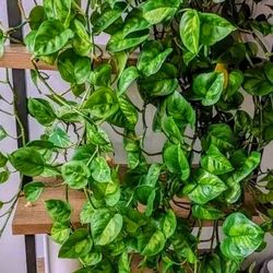 Rare Lush Trailing Reverted Manjula Pothos Money Plant/ House Plant/ Indoor Plant/ House Plant Flower Patio Garden