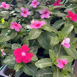 Vincas