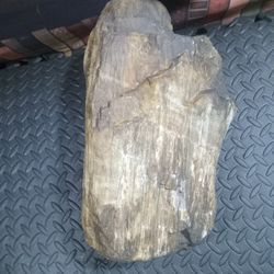 Giant Petrified Wood Specimen 