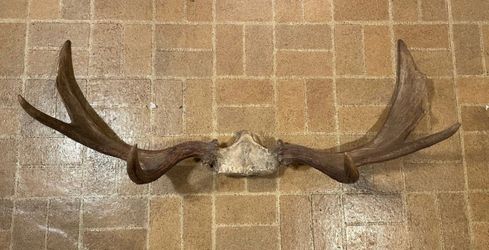 Large Authentic Moose Antlers With Skull Plate 42” Rustic Cabin Decor