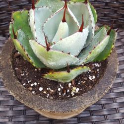 Agave, Succulents & Plants