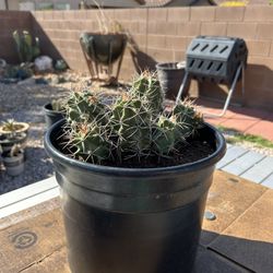 Flowering Cactus 
