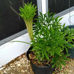 Amorphophaullus  plants For Sale 