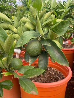 5 Gallon Size- Fruiting Age- Citrus Trees