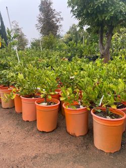 5 Gallon Size- Fruiting  Age-  Citrus Trees