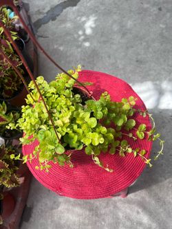 Lysimachia Goldi Outdoor Plant