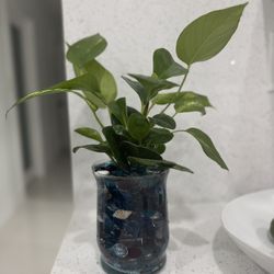 Plants Dieffenbachia