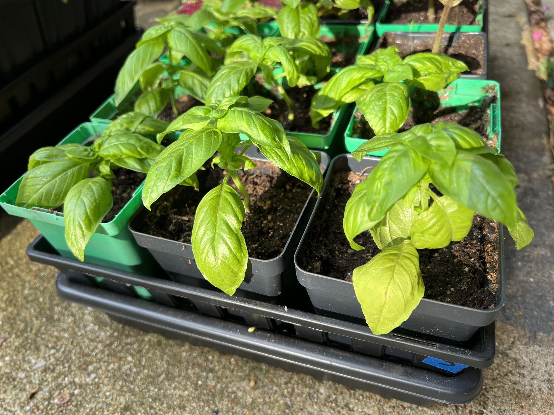 Sweet Basil Plants