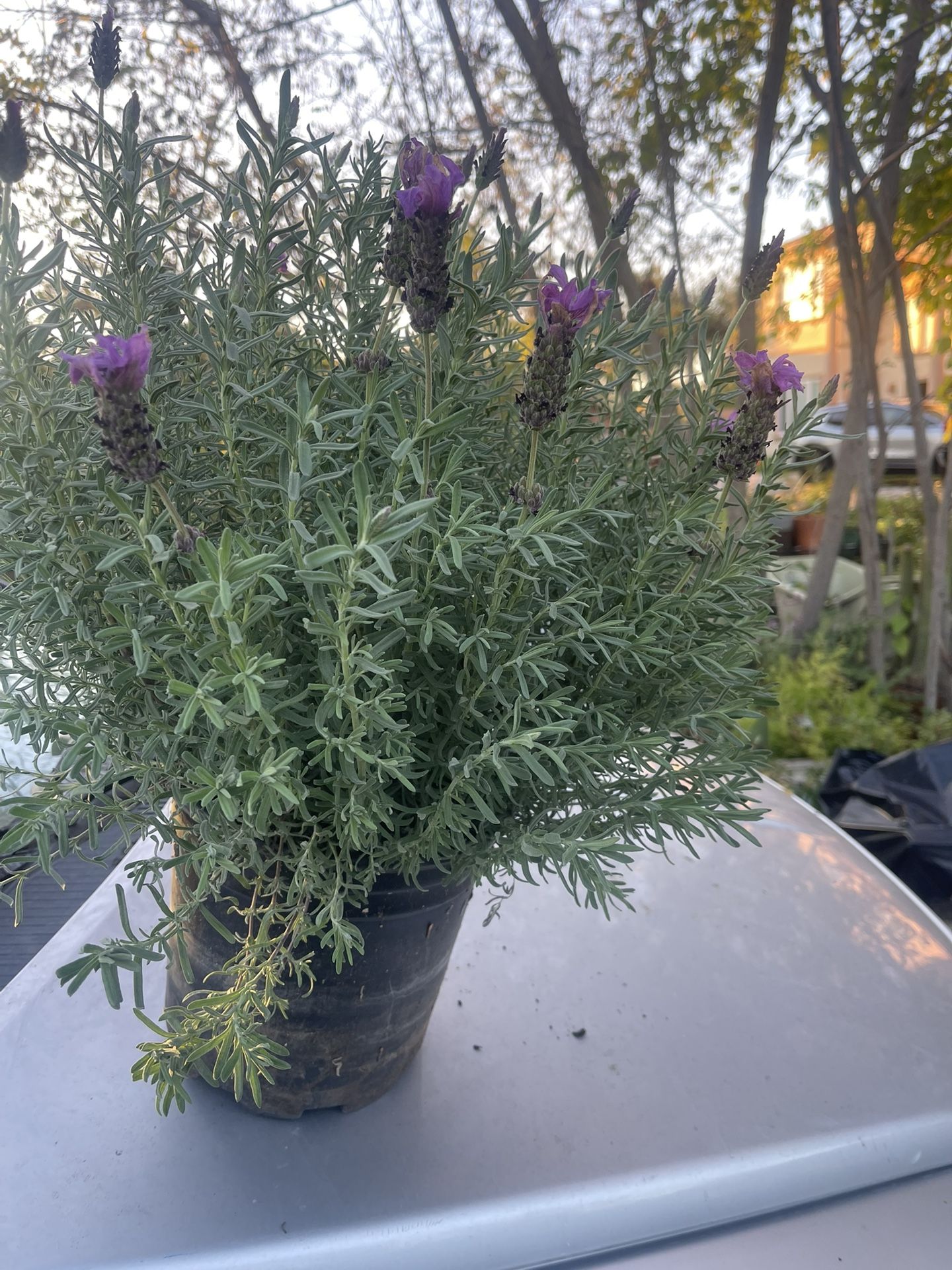 Lavender Plant