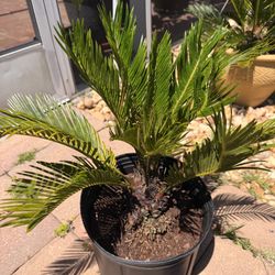 Sago Palm