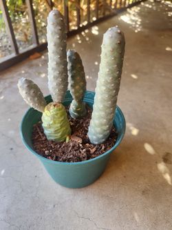 pine cone cactus 🌵