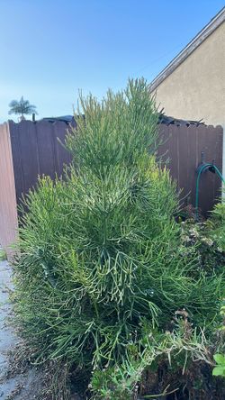 Firestick Succulent Live Plant Cuttings