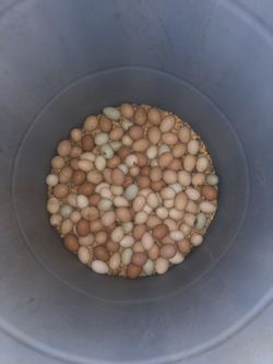 Huevos Organicos De Gallina