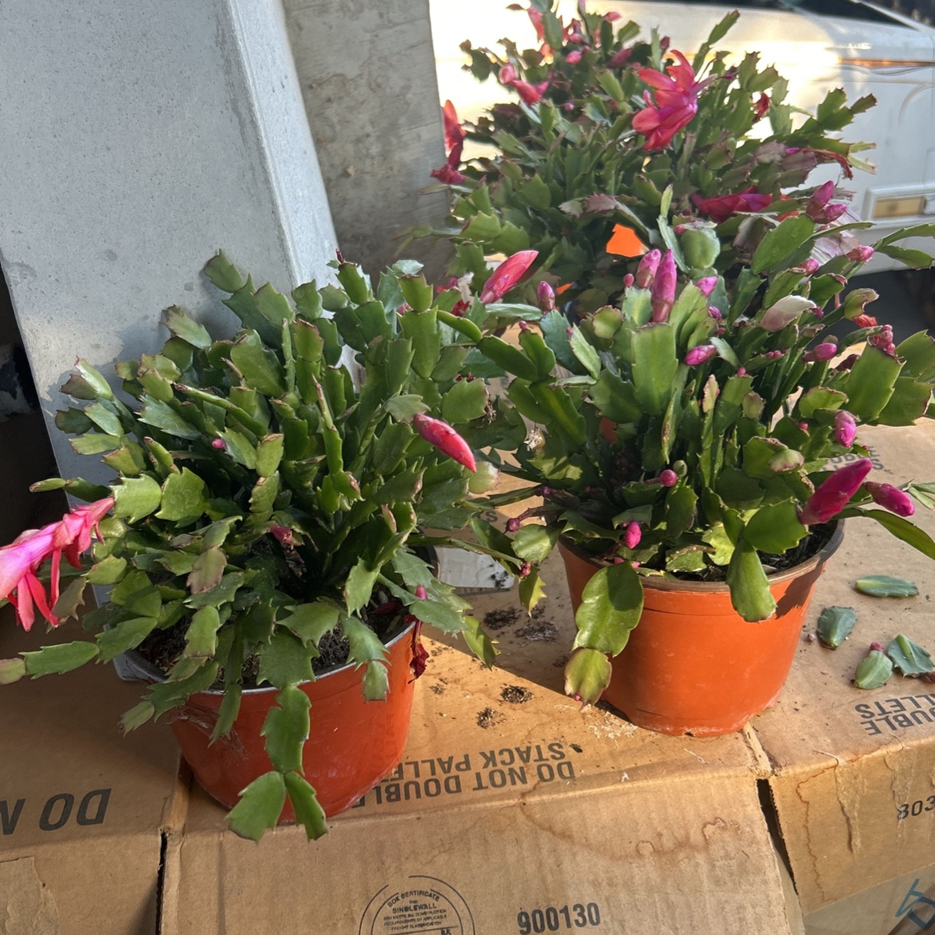 Plantas Y Suculentas