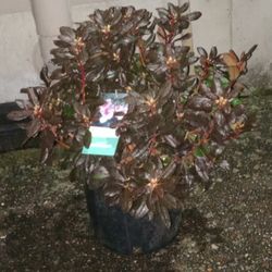 Rhododendron