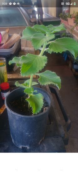 Oregano cubano 1g