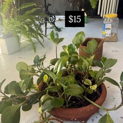 All Plants For Sale $10 Each 