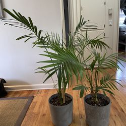 2 Indoor Tropical Plants With Pots 