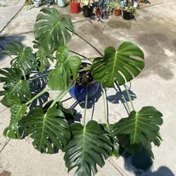 Monstera Deliciosa Plant  In Ceramic Pot