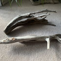 Drift Wood
