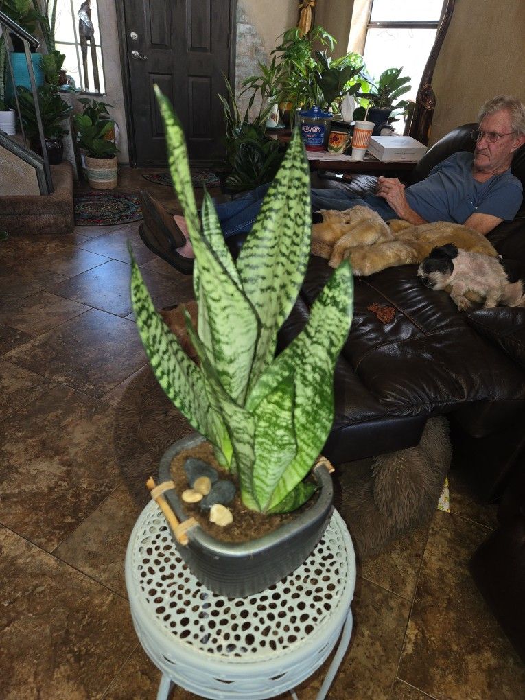 Lovely Sansevieria Snake Plants In 7in Ceramic Pot With Polished Stones