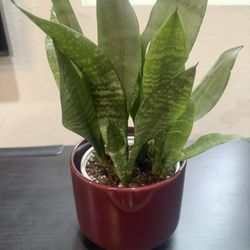 Snake Plant 