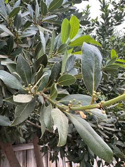 Fresh bay leaves