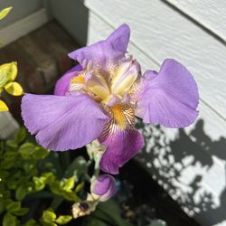 Beautiful “Alcazar” Tall Bearded Iris - 5 Gallon Pot