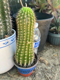 Cactus