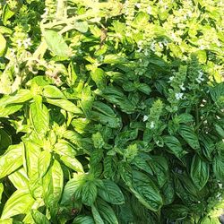 Organic Grow. Basil, Spearmint, Thyme , Cayenne For Sale 