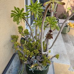 Very Beautiful, Tall Succulents In A Beautiful Ceramic Pot 