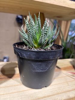 Haworthia Succulent in Black Nursery Pot Small