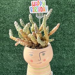 Cacti Hair ( Happy Birthday )