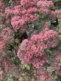 Fall Blooming Sedum