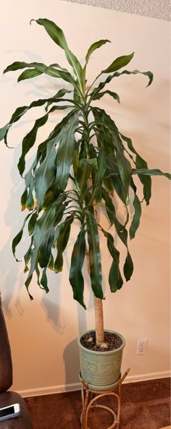 Large healthy Dracaena