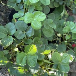  Strawberry Plants