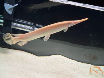 Albino Florida Gar 13 inch