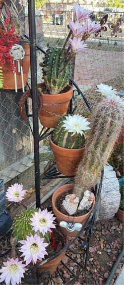 Cactus