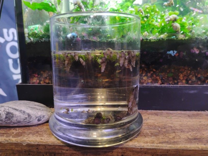 Malaysian Trumpet Snails 