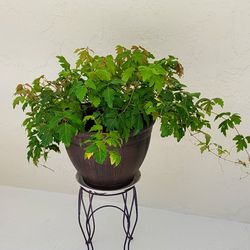Plant In Big Pot