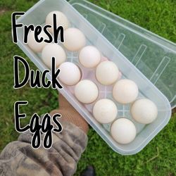 Farm Fresh Organic Duck Eggs