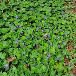 Natural Edible Violets For Sale!