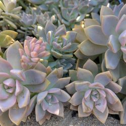 $1 Succulent Clipping 