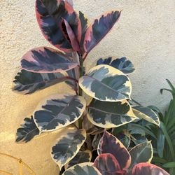 Ficus elastica tineke Plant 