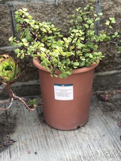 Very beautiful plants In 5 Gallons Pot